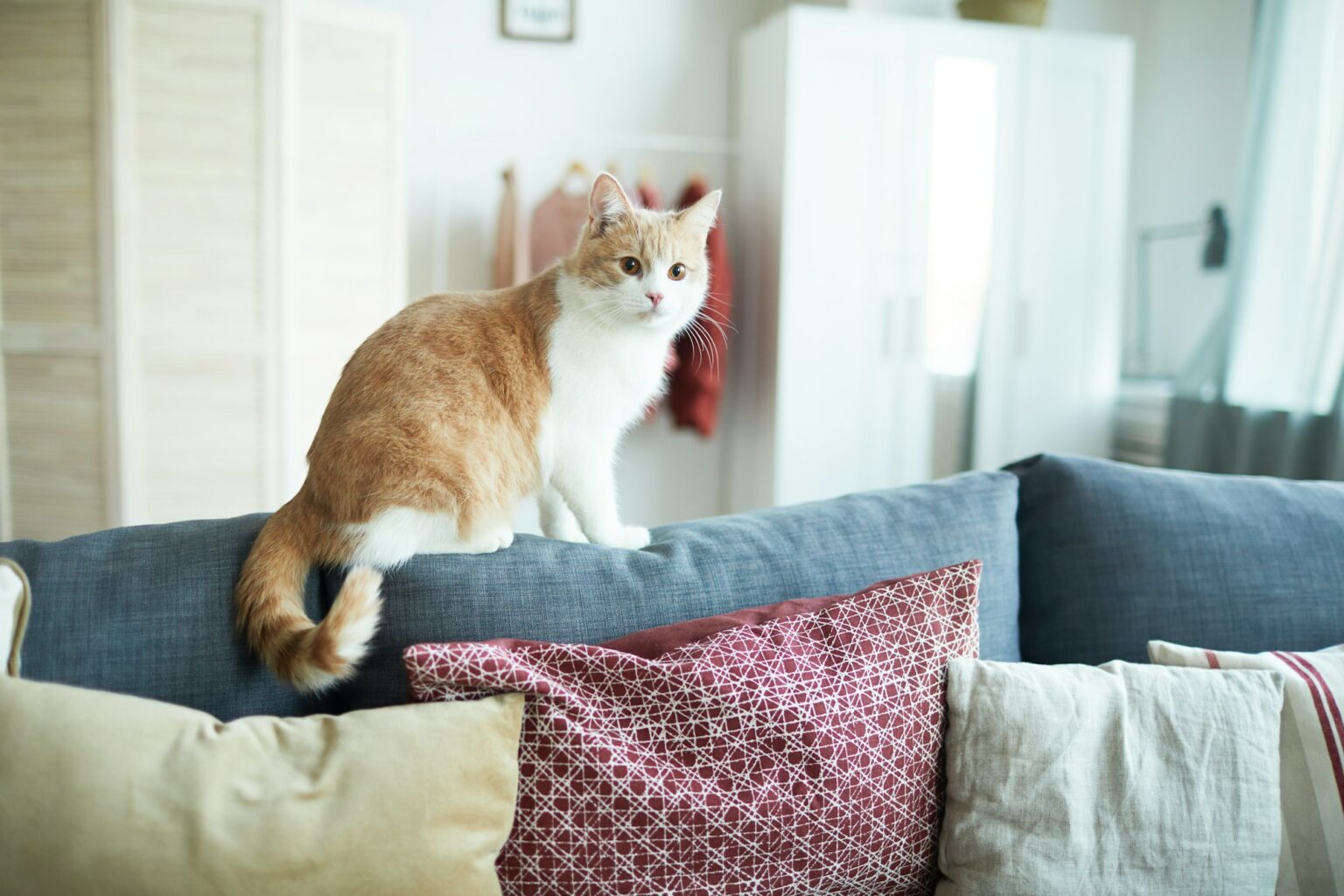 Cat sitting on sofa