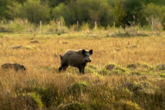 Herd of wild boars in a grassy field under the sunlight with a blurry background