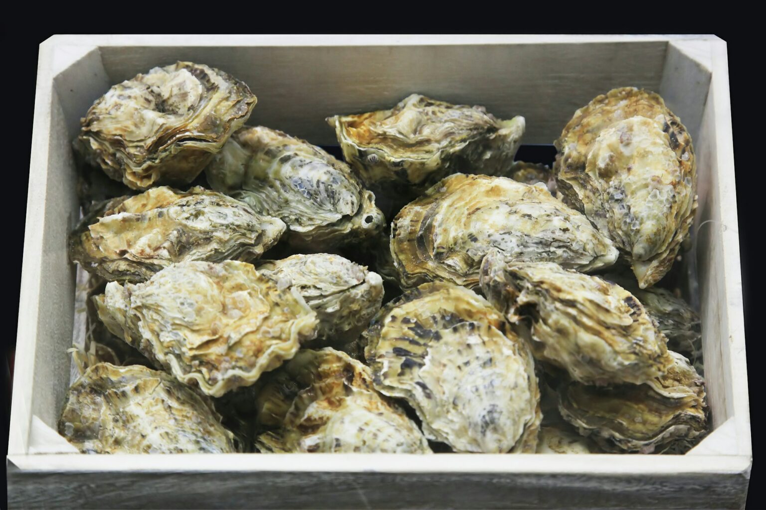 Oysters in a box