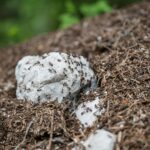 Closeuo view of an ants nest