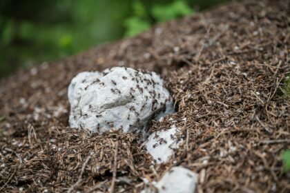 Closeuo view of an ants nest