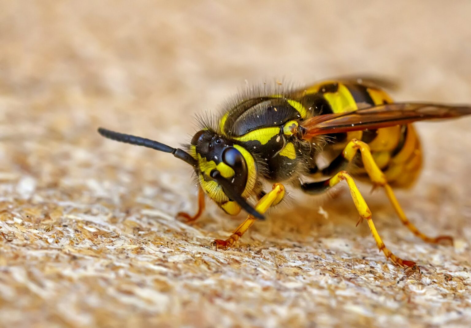 wasp