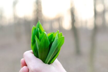 découvrez l'univers fascinant des herbes : des conseils pratiques pour cultiver, utiliser et profiter des bienfaits des herbes aromatiques dans votre cuisine et votre jardin.