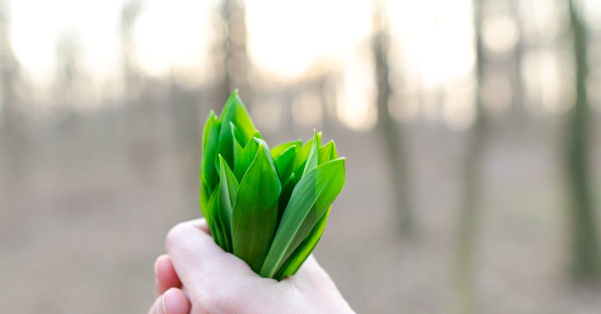 découvrez l'univers fascinant des herbes : des conseils pratiques pour cultiver, utiliser et profiter des bienfaits des herbes aromatiques dans votre cuisine et votre jardin.