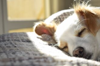 découvrez l'univers apaisant de la sieste et du repos avec nos conseils pour profiter pleinement d'un moment de nap. apprenez à intégrer ces instants dans votre quotidien pour favoriser votre bien-être et votre productivité.