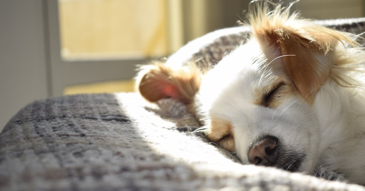 découvrez l'univers apaisant de la sieste et du repos avec nos conseils pour profiter pleinement d'un moment de nap. apprenez à intégrer ces instants dans votre quotidien pour favoriser votre bien-être et votre productivité.