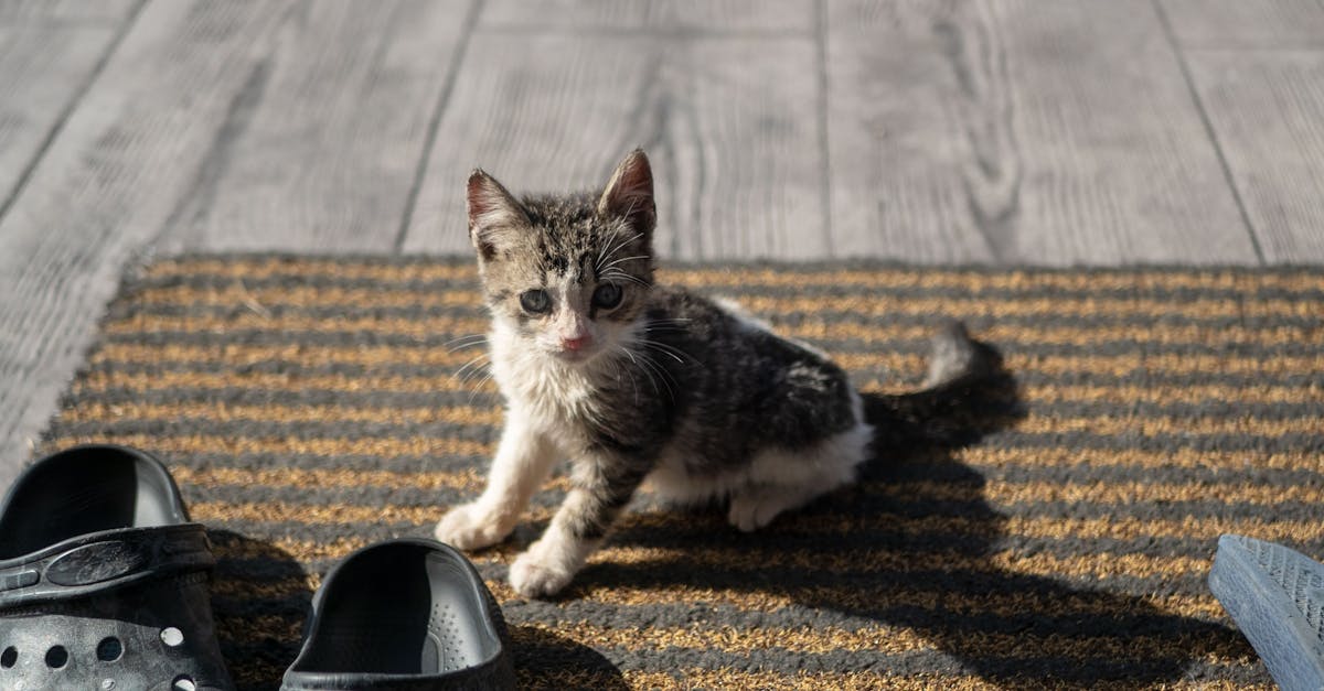 découvrez les comportements fascinants des chats et apprenez à mieux comprendre votre félin. de l'instinct de chasseur aux manières de communiquer, explorez les subtilités qui rendent les chats si uniques.