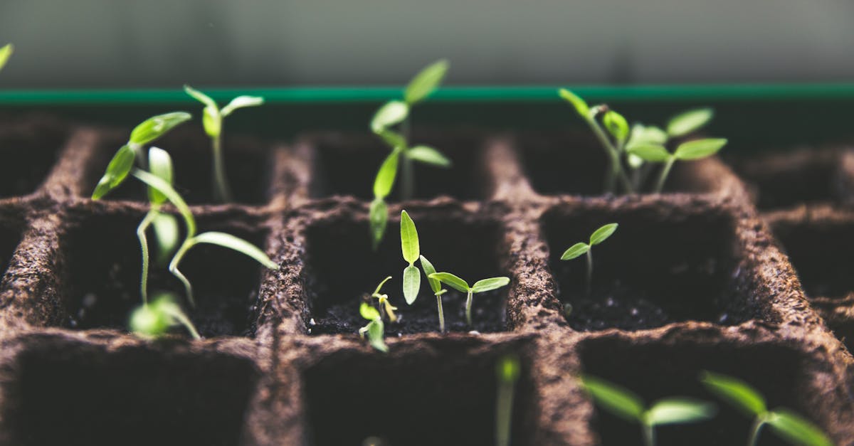 découvrez notre large sélection de plantes pour embellir votre intérieur et votre jardin. que vous soyez un passionné de botanique ou un novice, trouvez les conseils et produits idéaux pour cultiver votre espace vert.