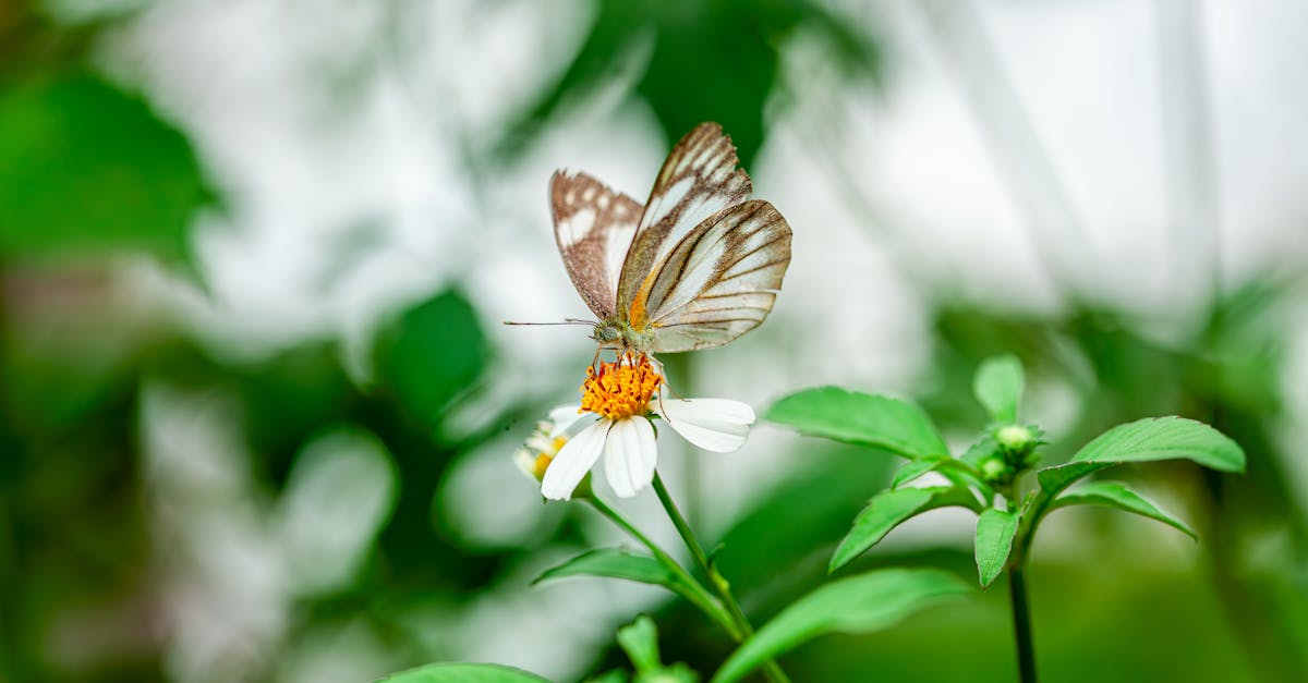 découvrez le butterfly haircut, une coupe tendance qui apporte volume et texture à vos cheveux. idéale pour toutes les longueurs, cette coiffure légère et aérée met en valeur votre visage tout en restant facile à coiffer au quotidien. optez pour le style moderne et élégant du butterfly haircut !