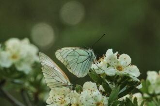 découvrez le coiffage tendance du moment avec la coupe butterfly ! cette coiffure légère et dynamique, inspirée par les ailes des papillons, offre du volume et du mouvement à vos cheveux. idéale pour un look à la fois décontracté et élégant, la coupe butterfly s'adapte à toutes les longueurs et textures. osez le changement et faites sensation !