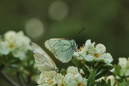 découvrez le coiffage tendance du moment avec la coupe butterfly ! cette coiffure légère et dynamique, inspirée par les ailes des papillons, offre du volume et du mouvement à vos cheveux. idéale pour un look à la fois décontracté et élégant, la coupe butterfly s'adapte à toutes les longueurs et textures. osez le changement et faites sensation !