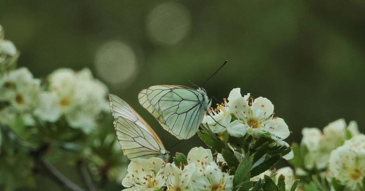 découvrez le coiffage tendance du moment avec la coupe butterfly ! cette coiffure légère et dynamique, inspirée par les ailes des papillons, offre du volume et du mouvement à vos cheveux. idéale pour un look à la fois décontracté et élégant, la coupe butterfly s'adapte à toutes les longueurs et textures. osez le changement et faites sensation !