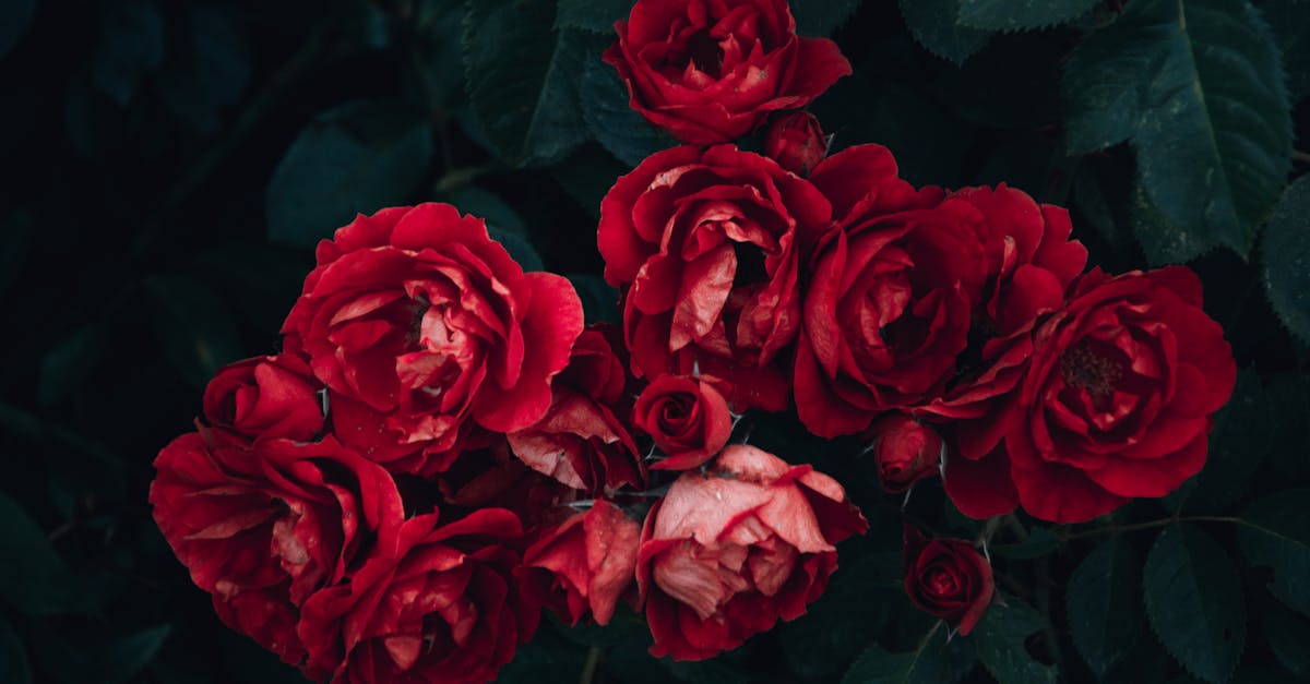 découvrez notre sélection de parfums à prix réduits. profitez de bonnes affaires sur vos marques préférées et trouvez le parfum qui vous correspond au meilleur prix. ne manquez pas nos offres exclusives sur les fragrances tendance !