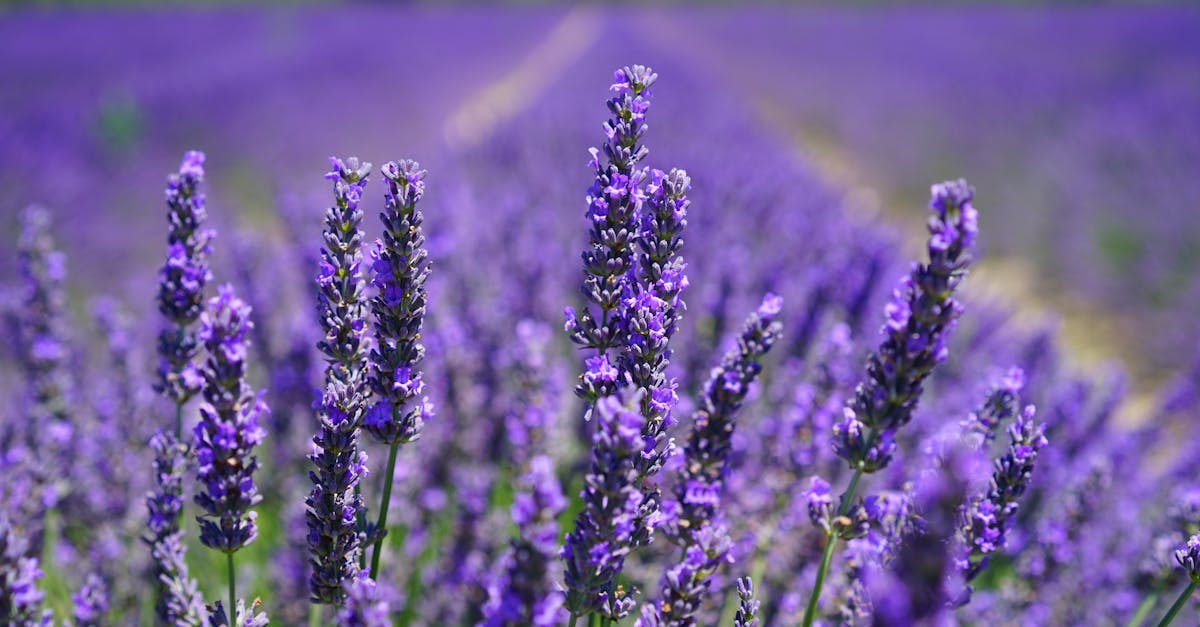 découvrez notre sélection de fragrances envoûtantes qui éveillent vos sens. que vous recherchiez un parfum subtil pour le quotidien ou une odeur audacieuse pour les occasions spéciales, nos produits variés sauront vous séduire et révéler votre personnalité.