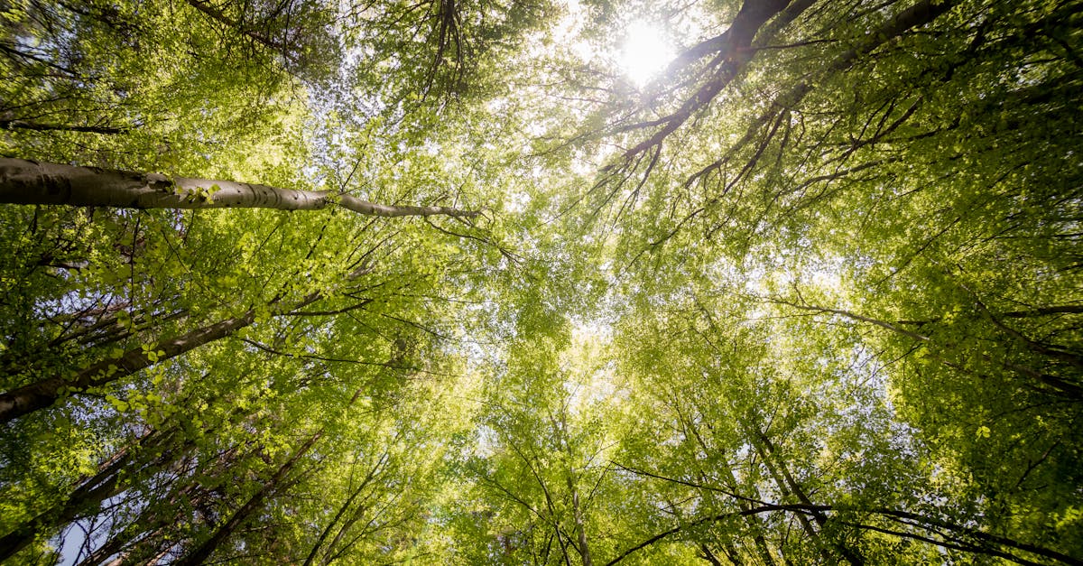 découvrez comment le renouvellement peut transformer votre vie, qu'il s'agisse de nouvelles perspectives, de changements professionnels ou de revitalisation personnelle. explorez des stratégies pour embrasser le changement et recommencer avec énergie et détermination.