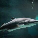 découvrez shark flexstyle, l'appareil de coiffure révolutionnaire qui combine performance et polyvalence. créez des styles variés grâce à sa technologie innovante, tout en bénéficiant d'une prise en main facile et d'un design moderne. transformez votre routine de coiffure avec shark flexstyle !