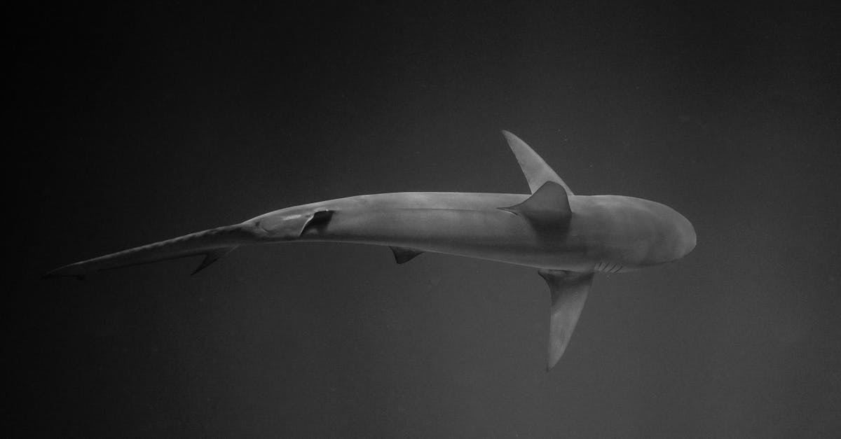 découvrez le shark flexstyle, un outil de coiffure innovant qui combine performance et polyvalence. transformez votre look avec aisance grâce à ses fonctionnalités avancées et sa conception ergonomique. parfait pour des styles variés, il s'adapte à tous vos besoins capillaires.