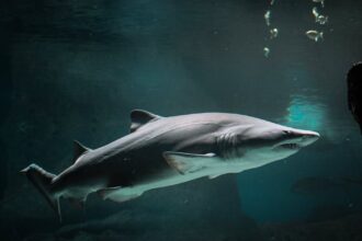 découvrez shark flexstyle, l'appareil de coiffure révolutionnaire qui combine performance et polyvalence. créez des styles variés grâce à sa technologie innovante, tout en bénéficiant d'une prise en main facile et d'un design moderne. transformez votre routine de coiffure avec shark flexstyle !