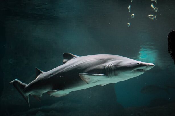 découvrez shark flexstyle, l'appareil de coiffure révolutionnaire qui combine performance et polyvalence. créez des styles variés grâce à sa technologie innovante, tout en bénéficiant d'une prise en main facile et d'un design moderne. transformez votre routine de coiffure avec shark flexstyle !