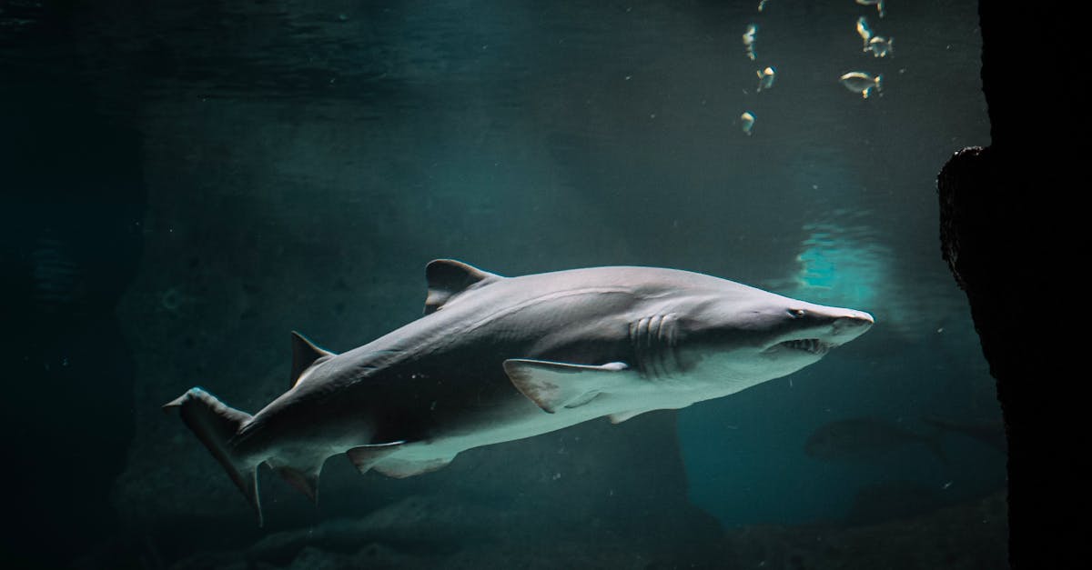 découvrez shark flexstyle, l'appareil de coiffure révolutionnaire qui combine performance et polyvalence. créez des styles variés grâce à sa technologie innovante, tout en bénéficiant d'une prise en main facile et d'un design moderne. transformez votre routine de coiffure avec shark flexstyle !