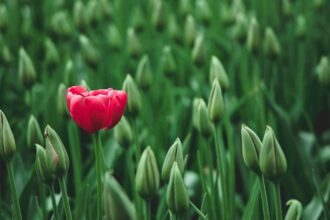 découvrez notre sélection unique d'articles et d'expériences qui vous démarqueront. explorez des créations originales et laissez-vous inspirer par l'exceptionnel.