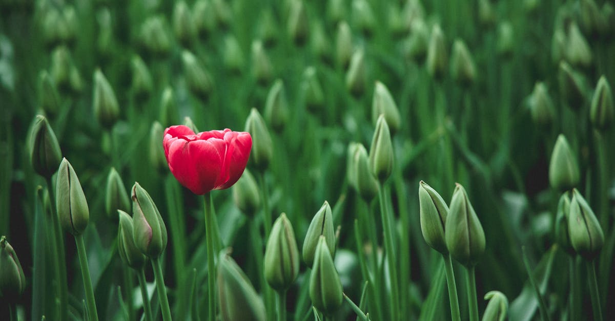 découvrez notre sélection unique d'articles et d'expériences qui vous démarqueront. explorez des créations originales et laissez-vous inspirer par l'exceptionnel.