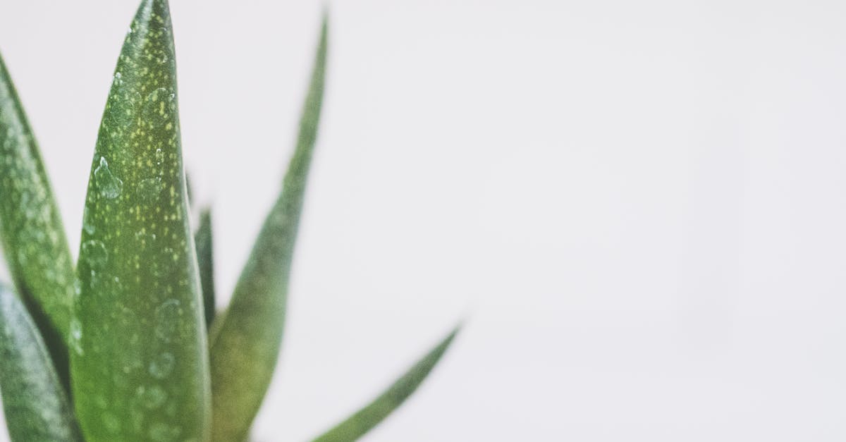 découvrez le double cleansing, une technique de nettoyage en profondeur qui allie huile et gel pour éliminer efficacement impuretés et maquillage. offrez à votre peau un éclat radieux et une sensation de fraîcheur inégalée !