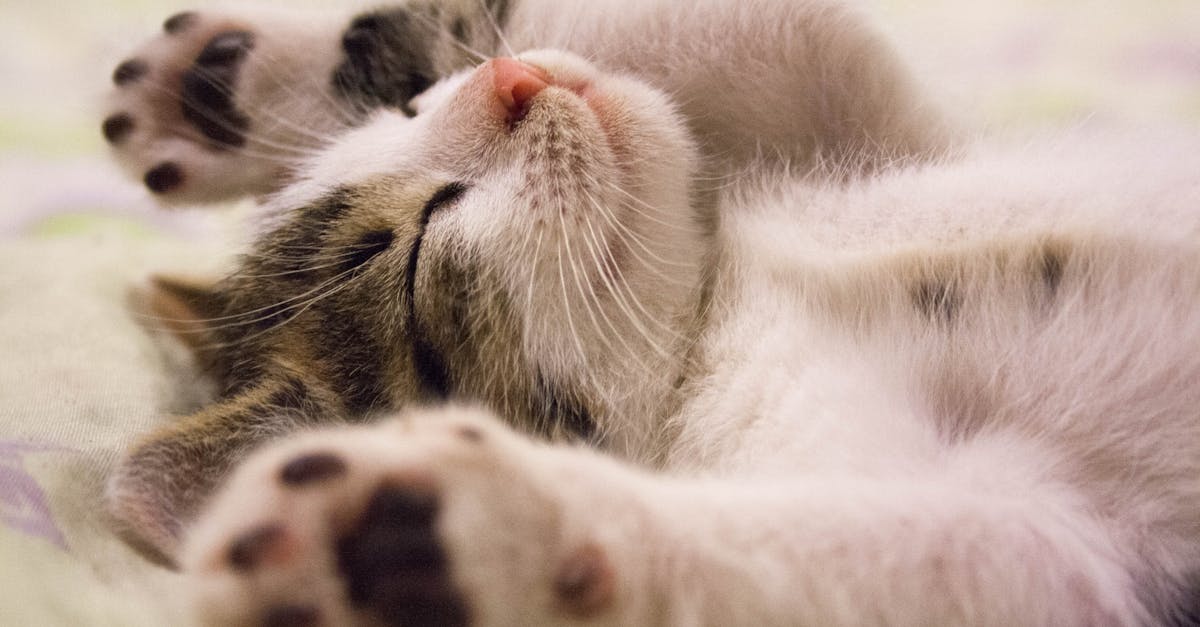 découvrez les bienfaits de la sieste pour votre bien-être et votre productivité. apprenez comment intégrer des courtes pauses de sommeil dans votre journée pour revitaliser votre esprit et améliorer votre santé.