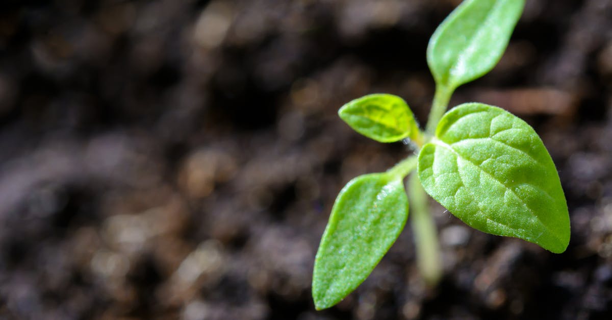 découvrez notre vaste sélection de plantes pour embellir votre intérieur ou votre jardin. que vous soyez débutant ou expert, trouvez des conseils, des astuces et tout le nécessaire pour prendre soin de vos plantes et créer un espace verdoyant.