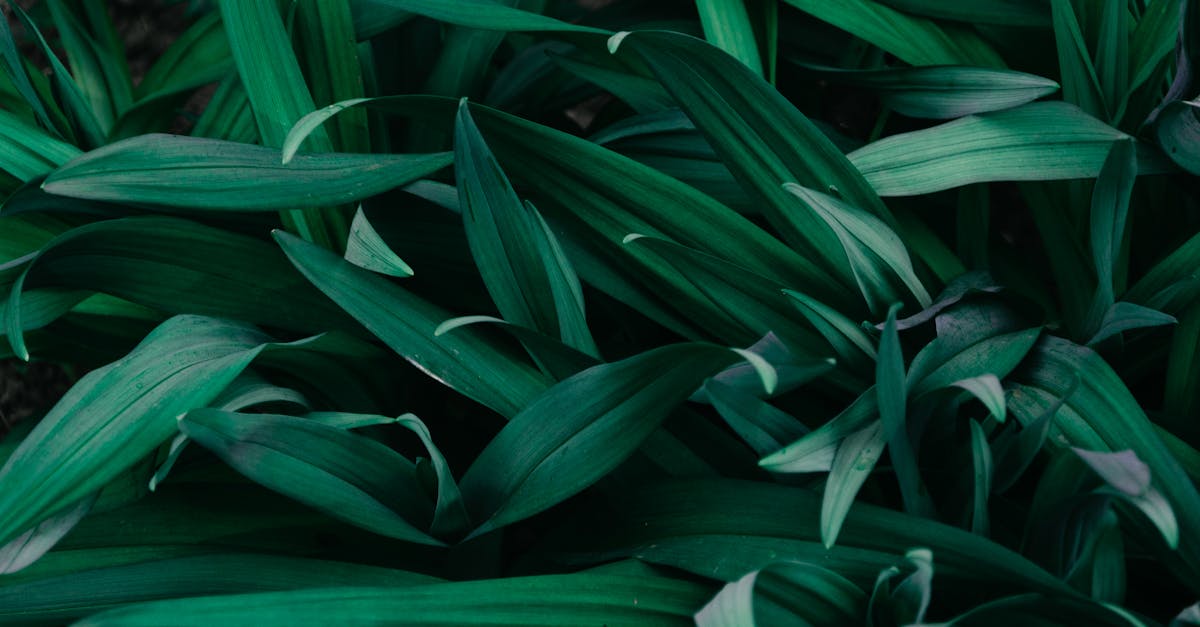 découvrez notre vaste sélection de plantes d'intérieur et d'extérieur, parfaites pour embellir votre maison et votre jardin. que vous soyez un amateur de jardinage ou un novice, trouvez les conseils et soins nécessaires pour cultiver vos plantes avec succès et profiter d'un espace verdoyant.