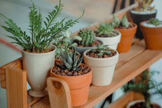 découvrez l'univers fascinant des plantes avec notre guide complet. explorez les différentes espèces, apprenez des conseils d'entretien et stimulez votre passion pour le jardinage. que vous soyez un novice ou un expert, plongez dans les bienfaits des plantes pour votre maison et votre bien-être.