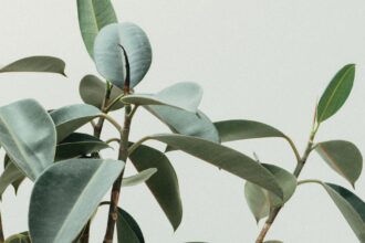 découvrez notre collection de plantes variées pour embellir votre intérieur et votre jardin. que vous soyez un passionné de jardinage ou un simple amateur, trouvez des conseils d'entretien, des astuces de décoration et des plantes adaptées à vos besoins.