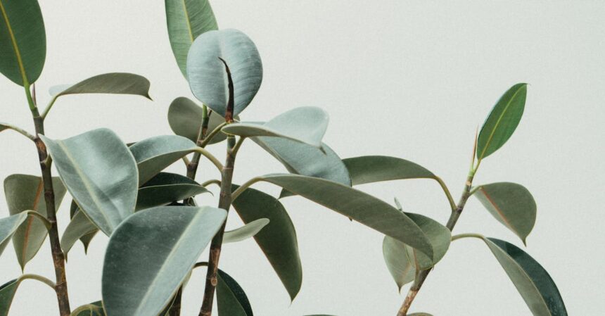 découvrez notre collection de plantes variées pour embellir votre intérieur et votre jardin. que vous soyez un passionné de jardinage ou un simple amateur, trouvez des conseils d'entretien, des astuces de décoration et des plantes adaptées à vos besoins.