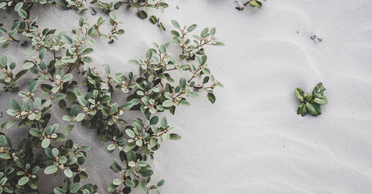 découvrez l'univers fascinant des plantes : conseils de culture, entretien, bienfaits écologiques et variétés à adopter pour embellir votre intérieur et jardin.