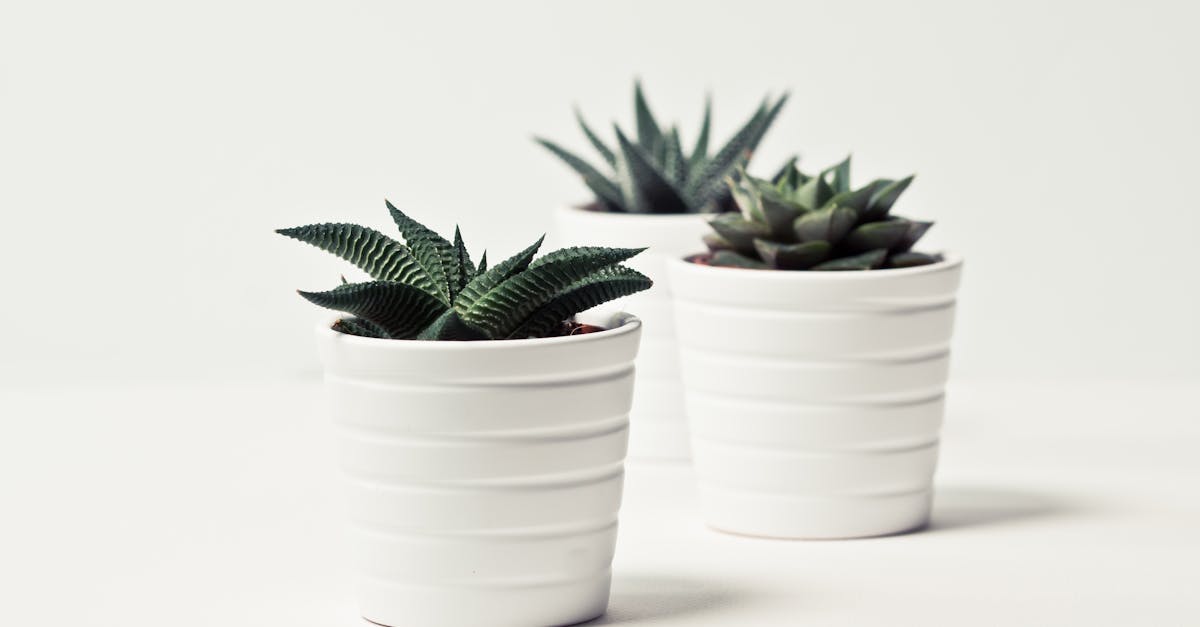 découvrez notre sélection variée de plantes, des fleurs colorées aux succulentes robustes. apprenez à prendre soin de vos plantes et apportez une touche de verdure à votre intérieur ou jardin. explorez des conseils de jardinage, des idées de décoration et bien plus encore pour créer un espace vivant et épanouissant.