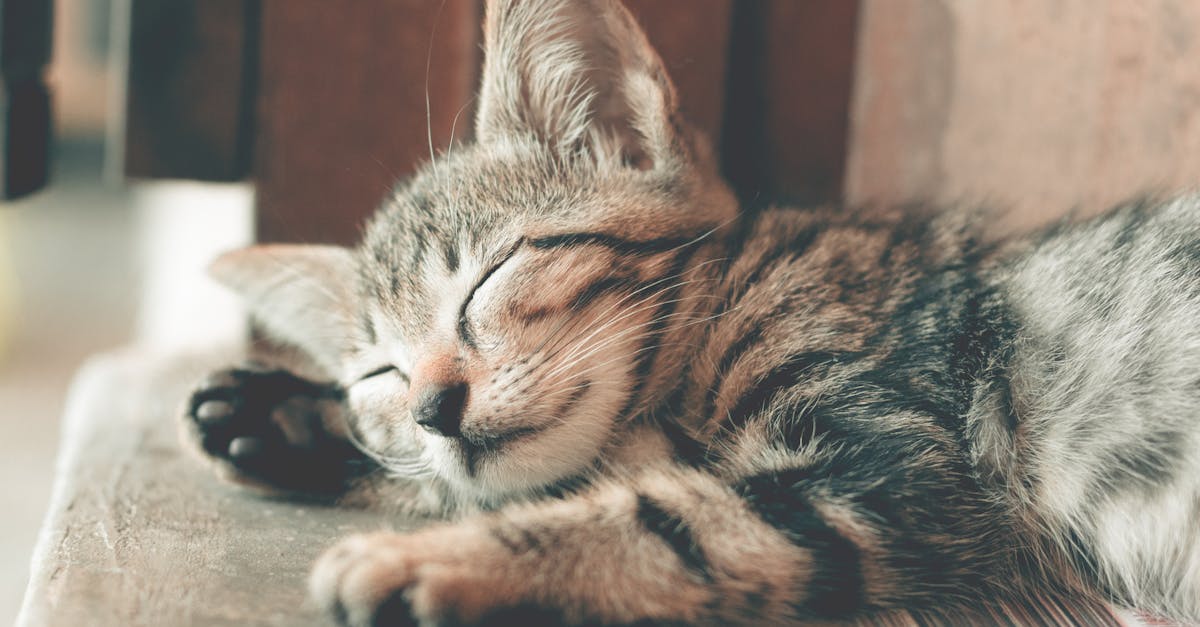 découvrez des astuces et des techniques pour faciliter l'endormissement. améliorez la qualité de votre sommeil avec nos conseils sur le sommeil et la gestion du stress.