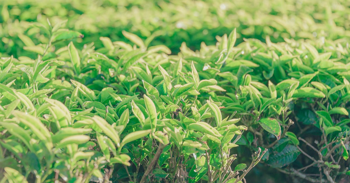 découvrez l'univers fascinant du thé avec notre sélection raffinée et nos conseils d'infusion. explorez les bienfaits, les variétés et les rituels autour de cette boisson millénaire.