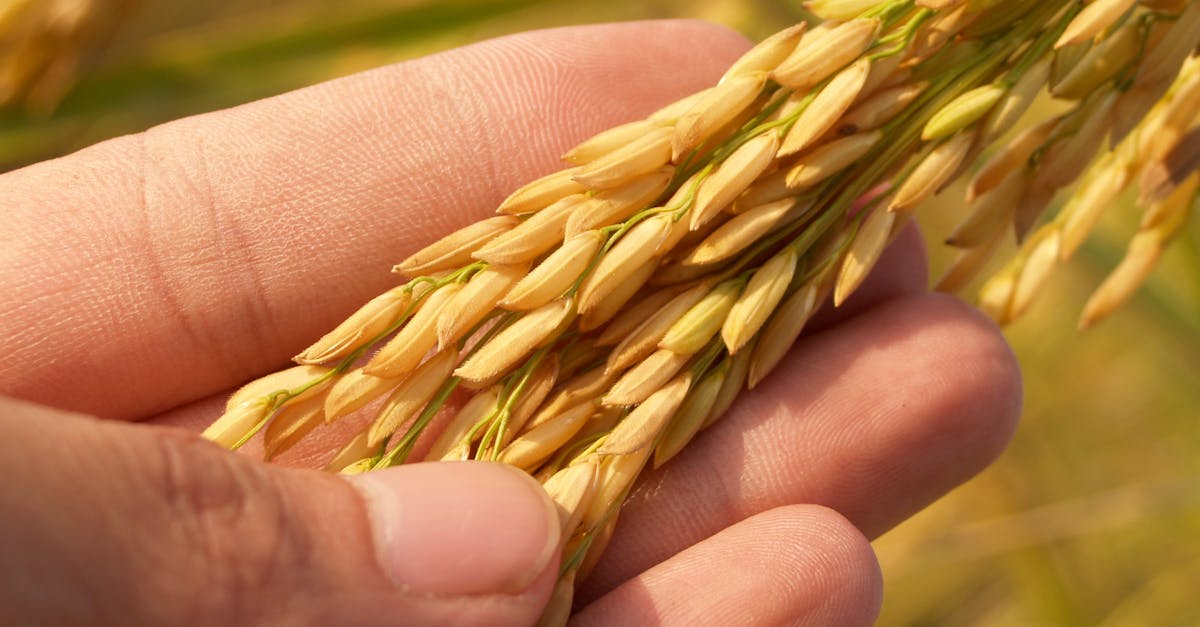 découvrez le riz cantonais, un plat savoureux et coloré de la cuisine chinoise, préparé avec du riz sauté, des légumes croquants, des œufs et des crevettes, offrant une explosion de saveurs en chaque bouchée.