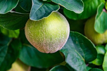 découvrez comment associer intelligemment les aliments pour maximiser les saveurs, améliorer votre digestion et profiter de repas équilibrés. nos conseils et idées d’associations alimentaires pour une cuisine saine et gourmande.