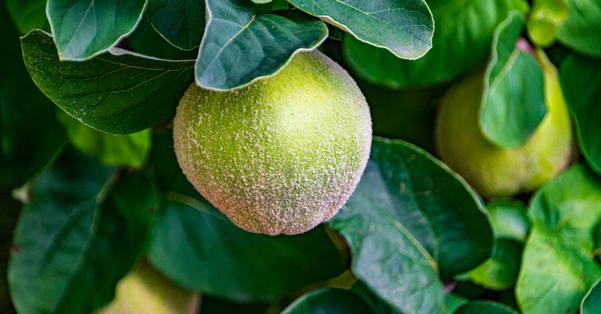 découvrez comment associer intelligemment les aliments pour maximiser les saveurs, améliorer votre digestion et profiter de repas équilibrés. nos conseils et idées d’associations alimentaires pour une cuisine saine et gourmande.