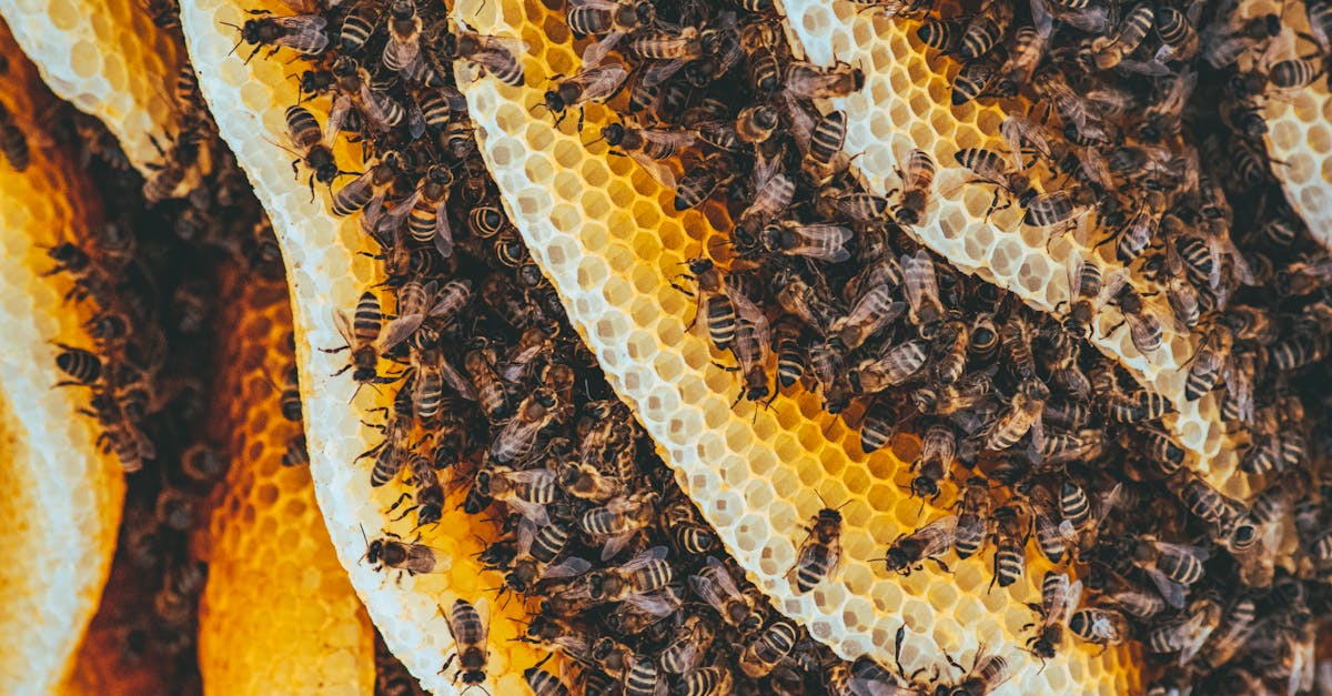découvrez tout sur le miel : ses bienfaits, utilisations, saveurs uniques et conseils pour choisir un miel de qualité. explorez l'univers du miel pour une alimentation saine et gourmande.