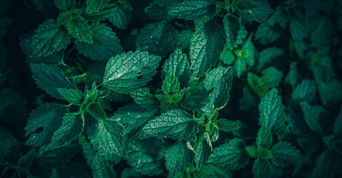 découvrez tout sur la fraîcheur : conseils, astuces et solutions pour conserver la fraîcheur de vos aliments, de votre intérieur ou de votre routine quotidienne. profitez d'idées innovantes pour un mode de vie plus sain et rafraîchissant.