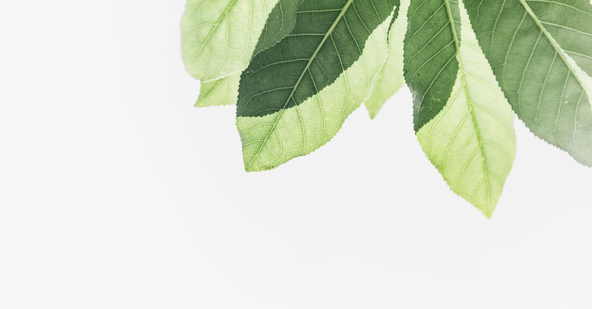 découvrez la fraîcheur sous toutes ses formes : conseils, astuces et produits pour préserver et savourer la fraîcheur au quotidien.