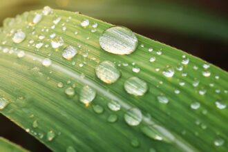 découvrez l'essence de la fraîcheur à travers nos conseils, astuces et inspirations pour un mode de vie dynamique et sain. profitez d'idées innovantes pour rester frais au quotidien.