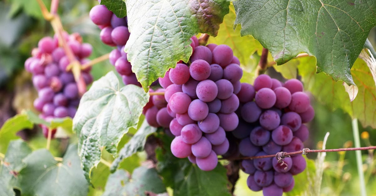découvrez une variété de fruits frais, leurs bienfaits pour la santé, conseils de dégustation et astuces pour les intégrer facilement à votre alimentation quotidienne.
