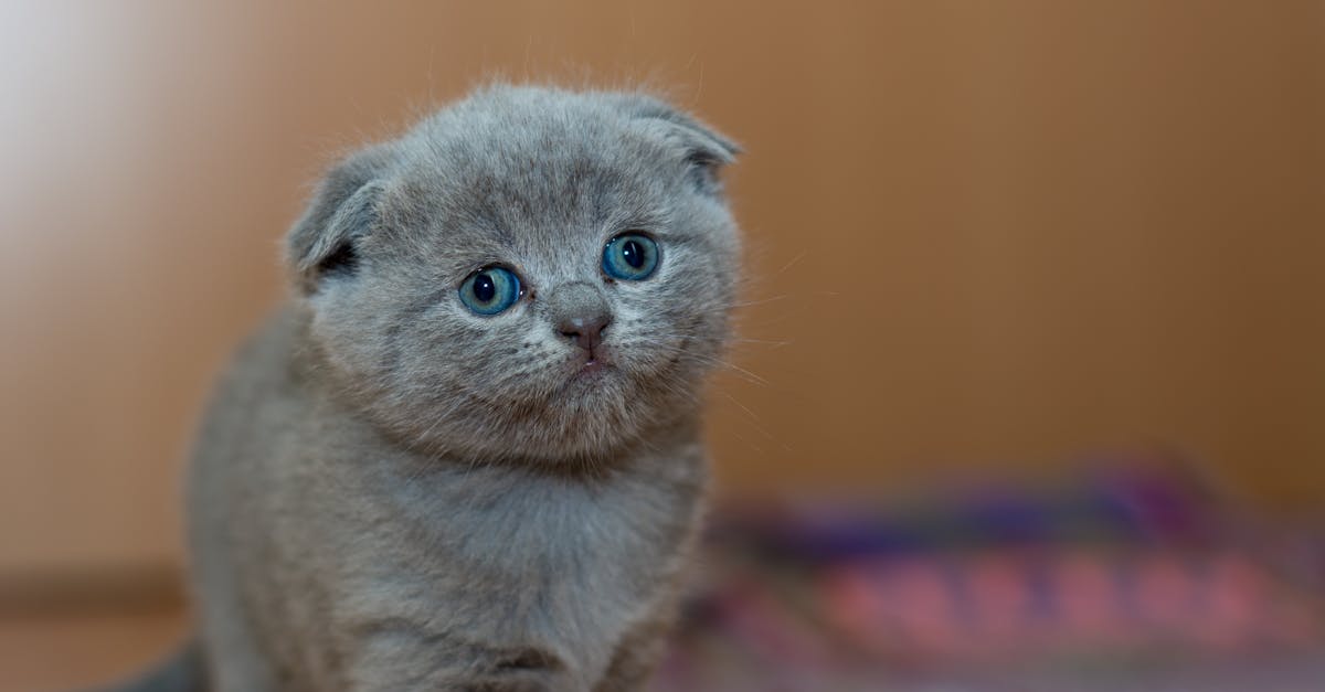 découvrez tout sur les chatons : conseils pour en prendre soin, alimentation adaptée, astuces pour leur bien-être et informations indispensables pour accueillir un petit félin à la maison.