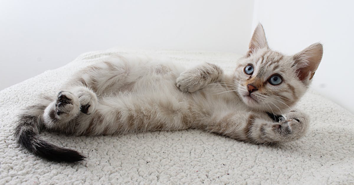 découvrez tout sur les chatons : leurs besoins, conseils pour en prendre soin, alimentation adaptée et astuces pour accueillir un nouveau compagnon félin chez vous.