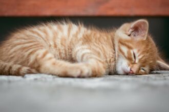découvrez tout ce qu'il faut savoir sur les chatons : soins, alimentation, éducation et conseils pratiques pour accueillir un petit félin à la maison.