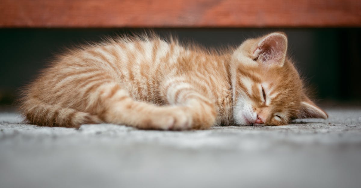 découvrez tout ce qu'il faut savoir sur les chatons : soins, alimentation, éducation et conseils pratiques pour accueillir un petit félin à la maison.