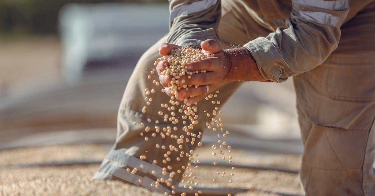 découvrez tout sur le soja : ses bienfaits nutritionnels, ses usages culinaires, ses origines et son importance dans une alimentation saine et équilibrée.